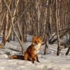 "Master of Processing and Retouching" - Image 6