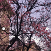 "Shooting on iPhone" - Image 7